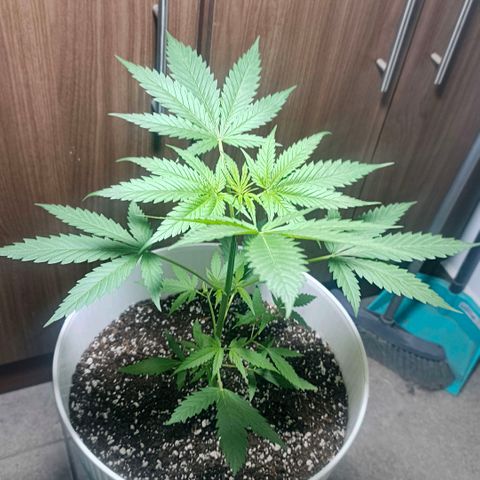 Green Poison F1 Fast Version growlog timeline photo