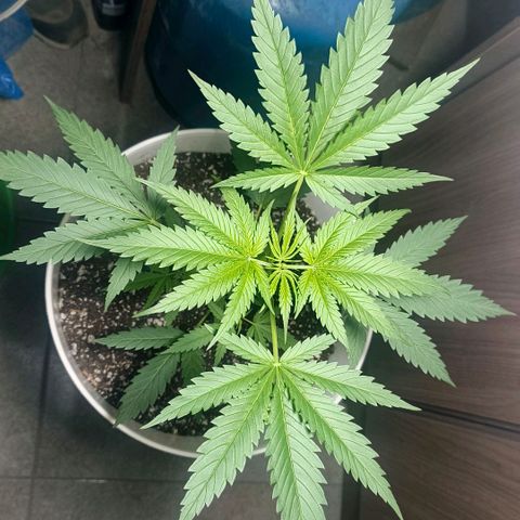 Green Poison F1 Fast Version growlog timeline photo