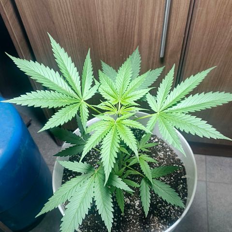 Green Poison F1 Fast Version growlog timeline photo