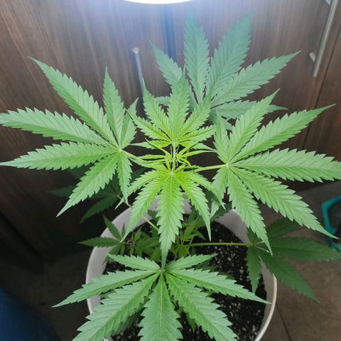 Green Poison F1 Fast Version growlog timeline photo