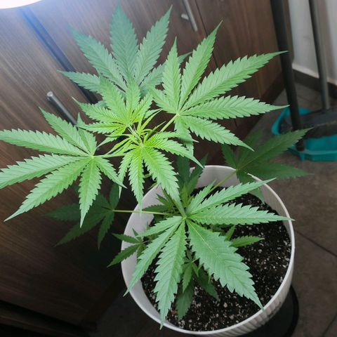 Green Poison F1 Fast Version growlog timeline photo