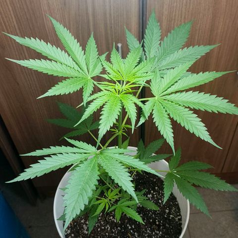 Green Poison F1 Fast Version growlog timeline photo