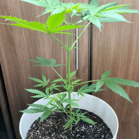 Green Poison F1 Fast Version growlog timeline photo