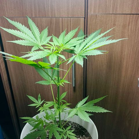 Green Poison F1 Fast Version growlog timeline photo