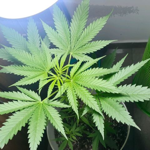 Green Poison F1 Fast Version growlog timeline photo