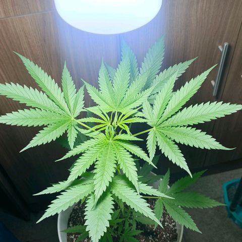 Green Poison F1 Fast Version growlog timeline photo