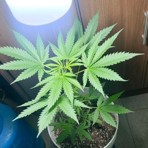 Green Poison F1 Fast Version growlog timeline photo