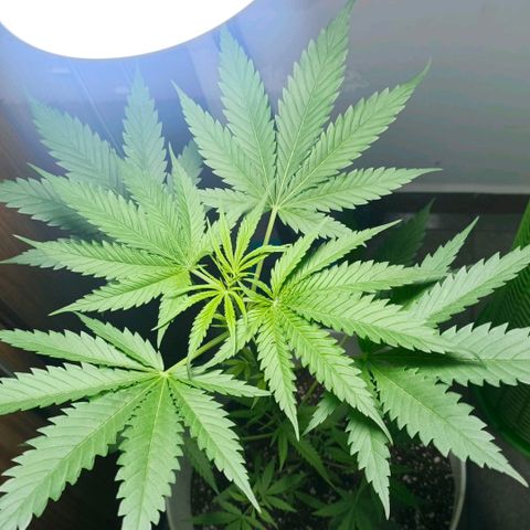 Green Poison F1 Fast Version growlog timeline photo