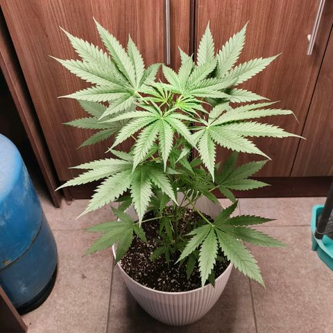 Green Poison F1 Fast Version growlog timeline photo