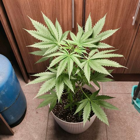 Green Poison F1 Fast Version growlog timeline photo
