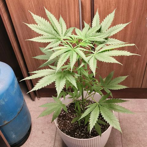 Green Poison F1 Fast Version growlog timeline photo