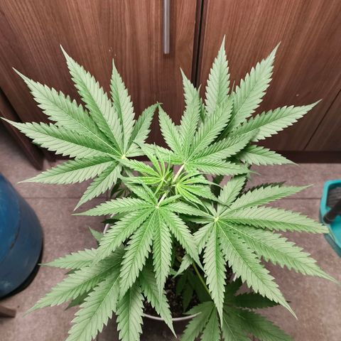 Green Poison F1 Fast Version growlog timeline photo
