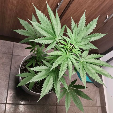 Green Poison F1 Fast Version growlog timeline photo