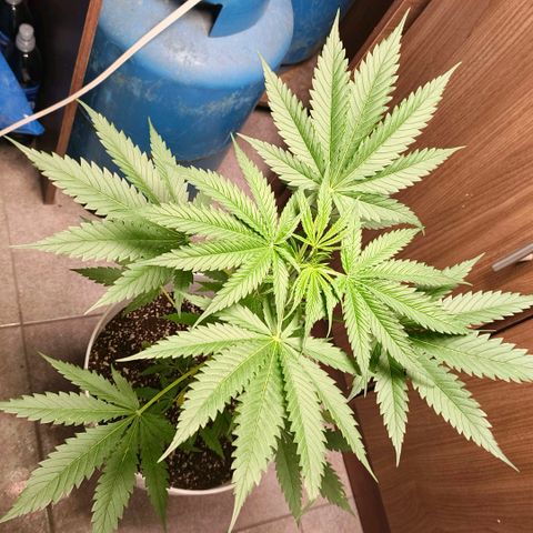 Green Poison F1 Fast Version growlog timeline photo