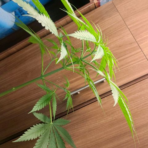 Green Poison F1 Fast Version growlog timeline photo