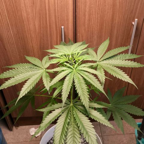 Green Poison F1 Fast Version growlog timeline photo