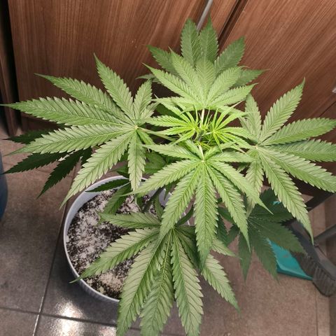 Green Poison F1 Fast Version growlog timeline photo