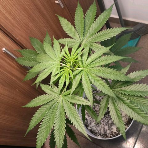 Green Poison F1 Fast Version growlog timeline photo