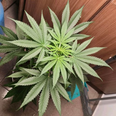 Green Poison F1 Fast Version growlog timeline photo