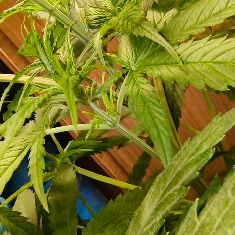 Green Poison F1 Fast Version growlog timeline photo