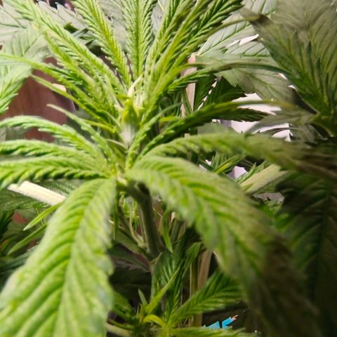 Green Poison F1 Fast Version growlog timeline photo