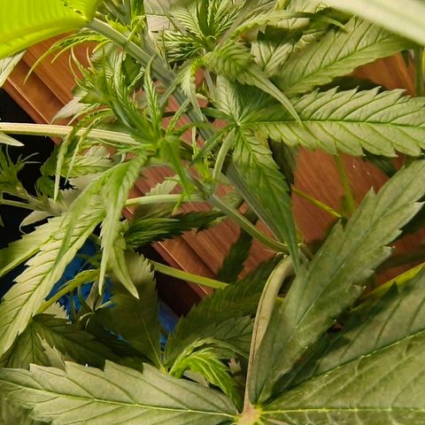 Green Poison F1 Fast Version growlog timeline photo