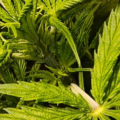 Green Poison F1 Fast Version growlog timeline photo