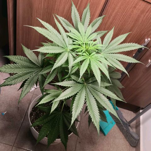 Green Poison F1 Fast Version growlog timeline photo