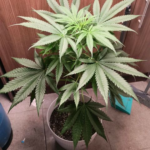 Green Poison F1 Fast Version growlog timeline photo