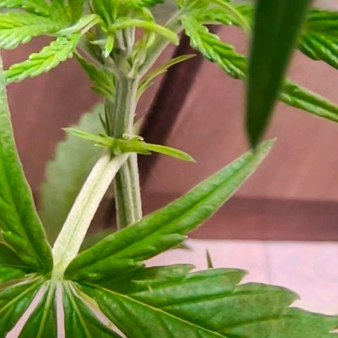 Green Poison F1 Fast Version growlog timeline photo