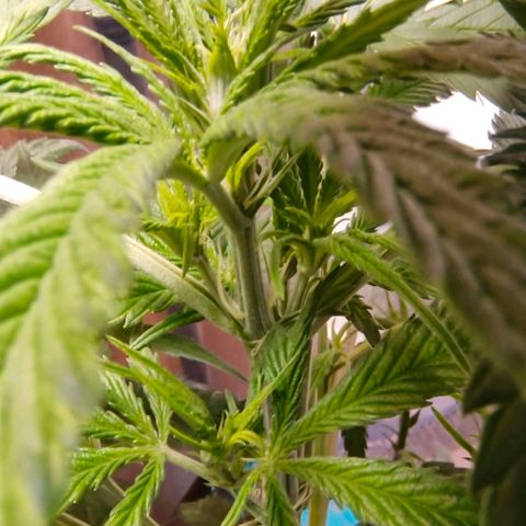 Green Poison F1 Fast Version growlog timeline photo