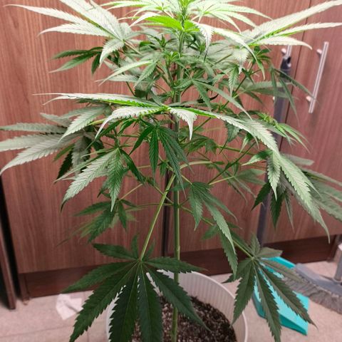Green Poison F1 Fast Version growlog timeline photo