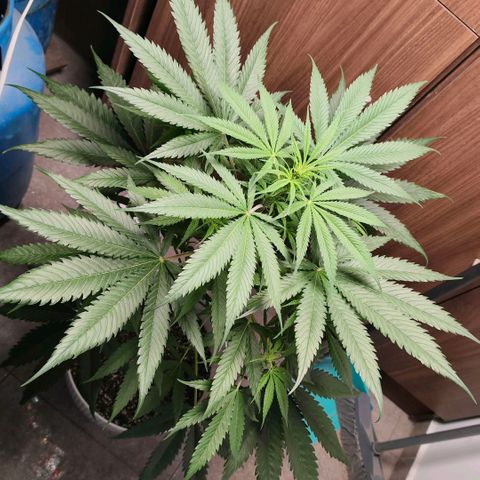 Green Poison F1 Fast Version growlog timeline photo