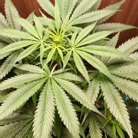 Green Poison F1 Fast Version growlog timeline photo