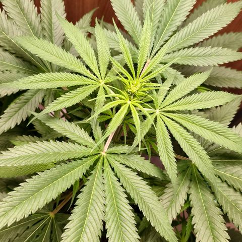 Green Poison F1 Fast Version growlog timeline photo