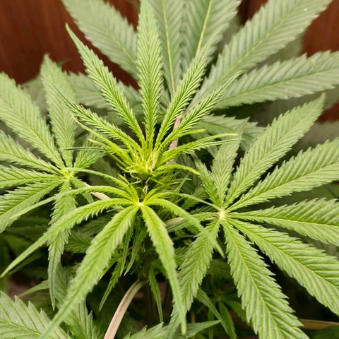 Green Poison F1 Fast Version growlog timeline photo