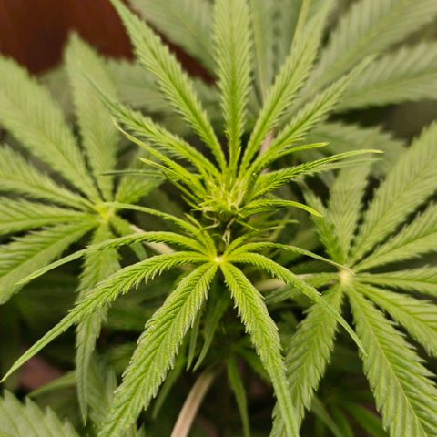 Green Poison F1 Fast Version growlog timeline photo