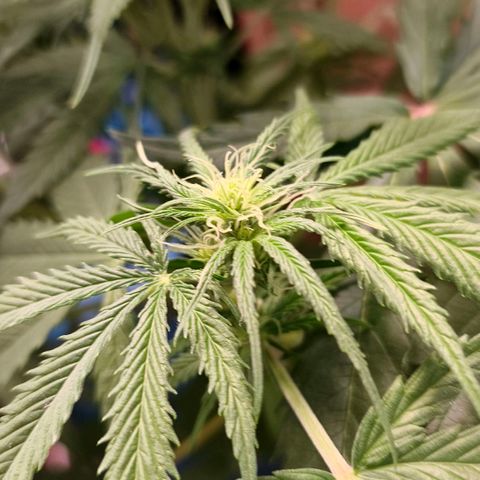 Green Poison F1 Fast Version growlog timeline photo