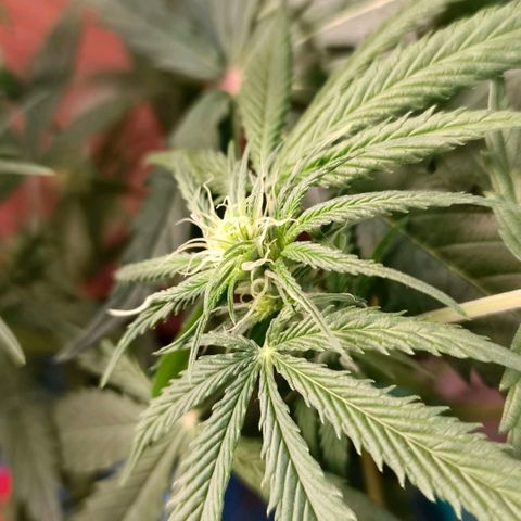 Green Poison F1 Fast Version growlog timeline photo
