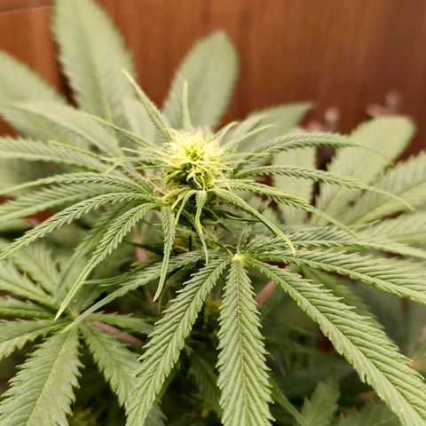 Green Poison F1 Fast Version growlog timeline photo