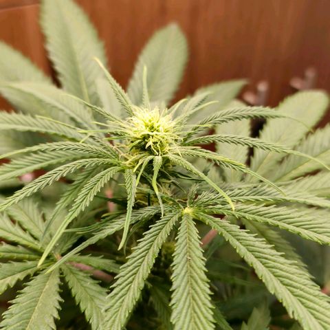 Green Poison F1 Fast Version growlog timeline photo