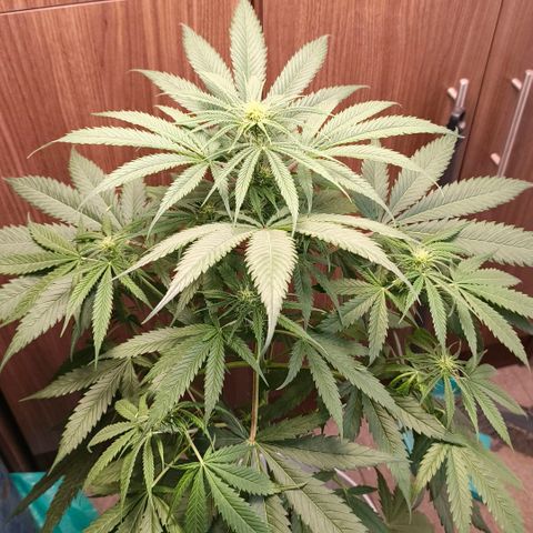 Green Poison F1 Fast Version growlog timeline photo