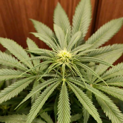 Green Poison F1 Fast Version growlog timeline photo