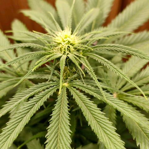 Green Poison F1 Fast Version growlog timeline photo