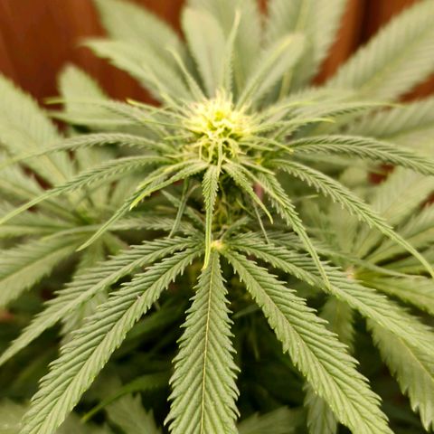 Green Poison F1 Fast Version growlog timeline photo
