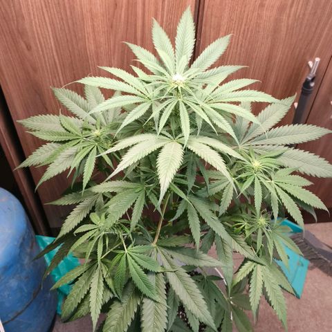 Green Poison F1 Fast Version growlog timeline photo