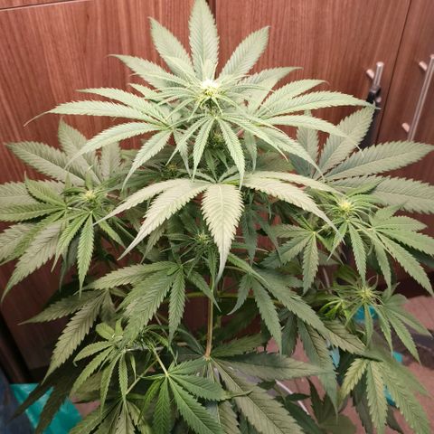 Green Poison F1 Fast Version growlog timeline photo