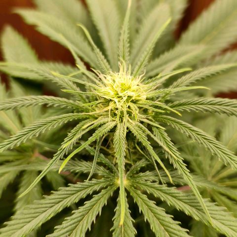 Green Poison F1 Fast Version growlog timeline photo