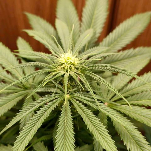 Green Poison F1 Fast Version growlog timeline photo