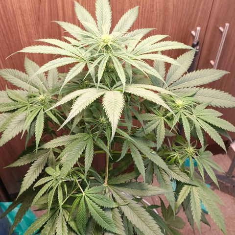 Green Poison F1 Fast Version growlog timeline photo